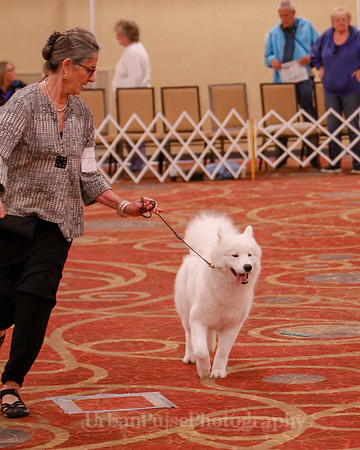 SCA2019 BEST OF-0697 BRED BY