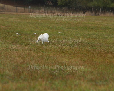SCA2016_LURE COURSING-7651