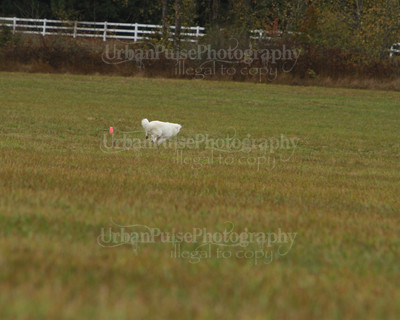 SCA2016_LURE COURSING-7605
