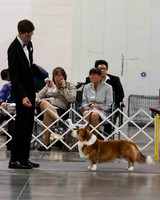 CWCCA MEGAN RED-SABLE D-2723