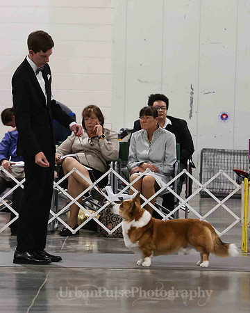 CWCCA MEGAN RED-SABLE D-2723