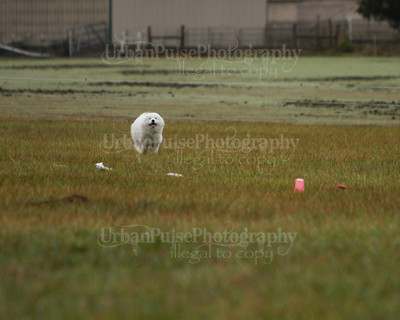 SCA2016_LURE COURSING-7500