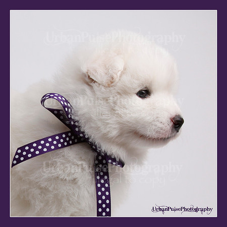 MARLOWE 4 WKS-0136
