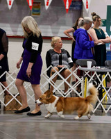 CWCCA MEGAN RED-SABLE D-2761