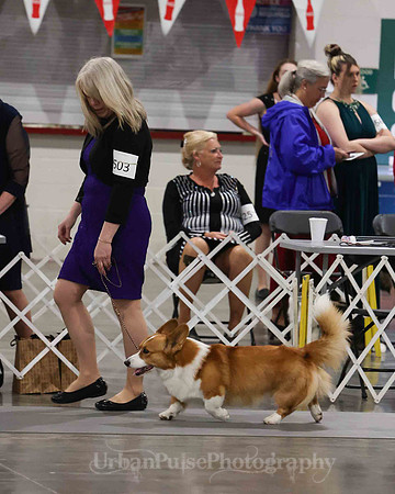 CWCCA MEGAN RED-SABLE D-2761