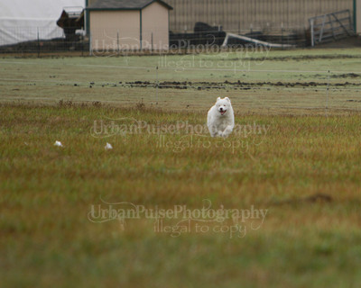 SCA2016_LURE COURSING-7497