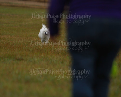 SCA2016_LURE COURSING-7541