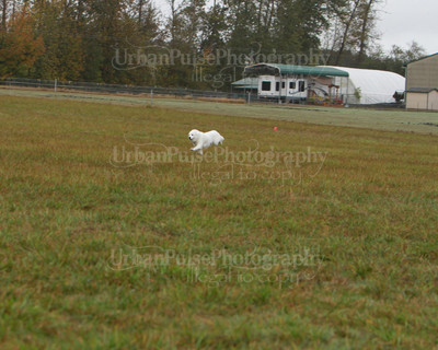 SCA2016_LURE COURSING-7670