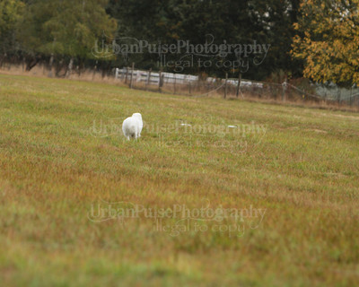 SCA2016_LURE COURSING-7430