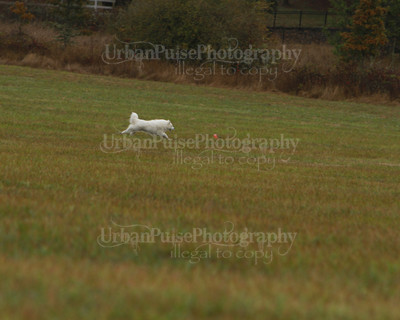 SCA2016_LURE COURSING-7612