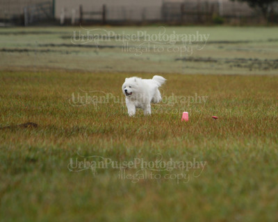 SCA2016_LURE COURSING-7506