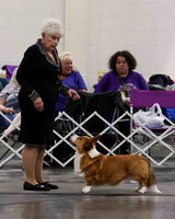 CWCCA MEGAN RED-SABLE D-2728