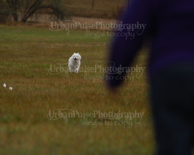 SCA2016_LURE COURSING-7538