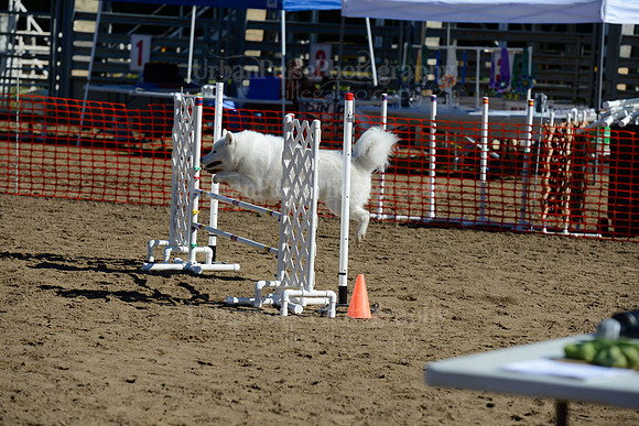 AGILITY-1889