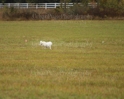 SCA2016_LURE COURSING-7389