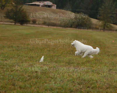 SCA2016_LURE COURSING-7507