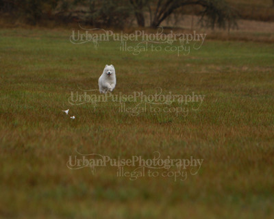 SCA2016_LURE COURSING-7528