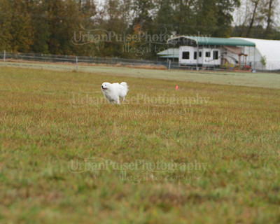 SCA2016_LURE COURSING-7448