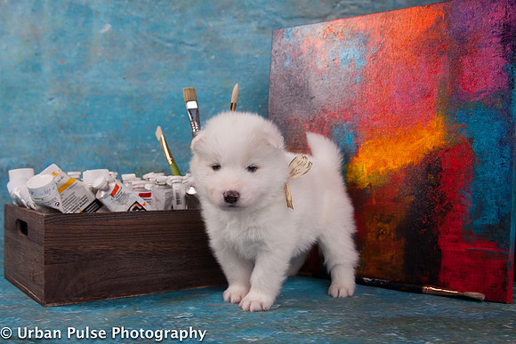 MaterxMayaPups4weeks-8473