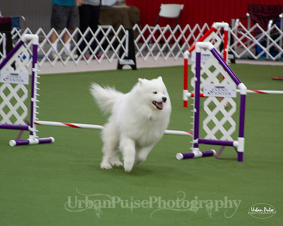 AGILITY_9491
