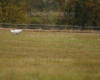 SCA2016_LURE COURSING-7491