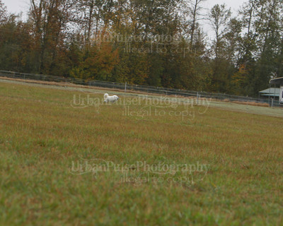 SCA2016_LURE COURSING-7575